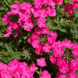 Meet your Posher, Lorra